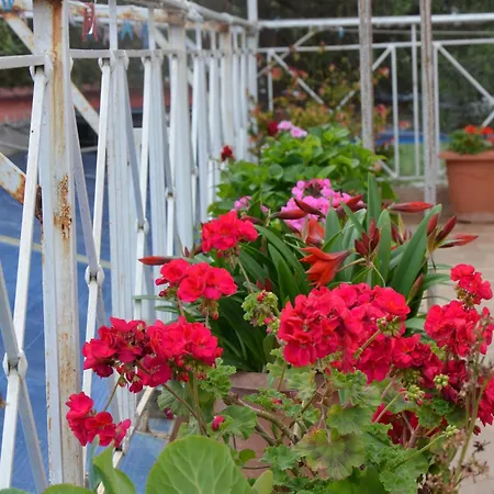 Garden Veli
